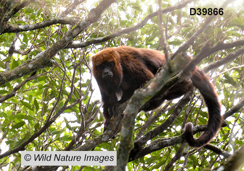 Brown Howler (Alouatta guariba)